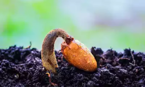 Lee más sobre el artículo Cultivo y siembra de semillas