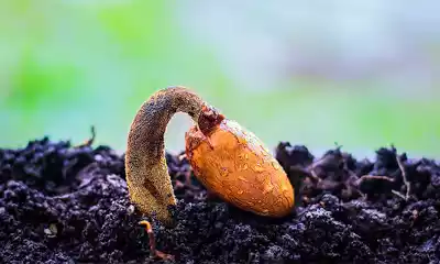 Lee más sobre el artículo Cultivo y siembra de semillas