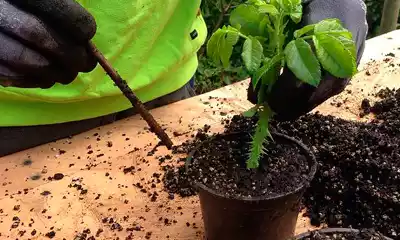 Cultivo y siembra de esquejes