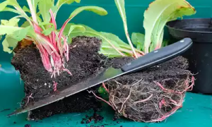 Lee más sobre el artículo Técnicas de propagación de las plantas