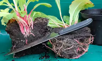 Lee más sobre el artículo Técnicas de propagación de las plantas