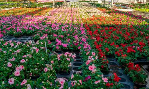 Lee más sobre el artículo Elegir bien las plantas