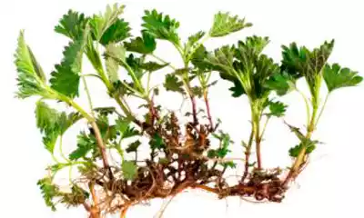 Elegir plantas con hojas grandes 