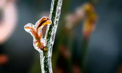 Lee más sobre el artículo Cómo crecen las plantas
