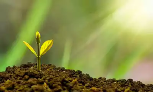 Lee más sobre el artículo Cómo plantar árboles