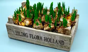 Lee más sobre el artículo Cómo plantar bulbos