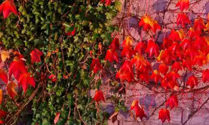 Lee más sobre el artículo Cultivo de plantas trepadoras
