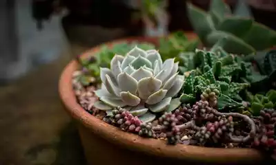 Lee más sobre el artículo Cómo plantar cactus y suculentas