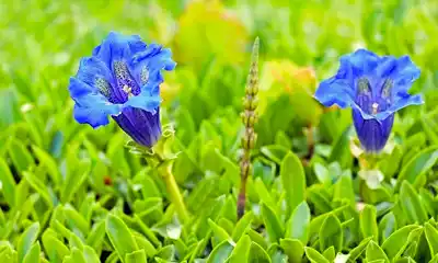 Lee más sobre el artículo Cultivo de plantas alpinas